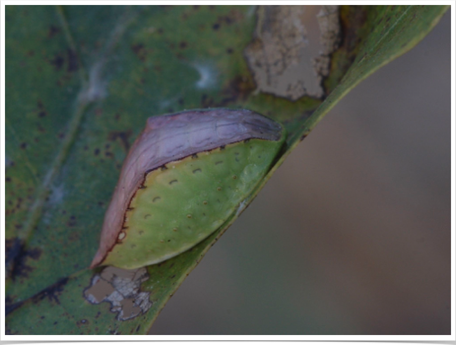 Skiff Moth on White Oak
Prolimacodes badia
Bibb County, Alabama